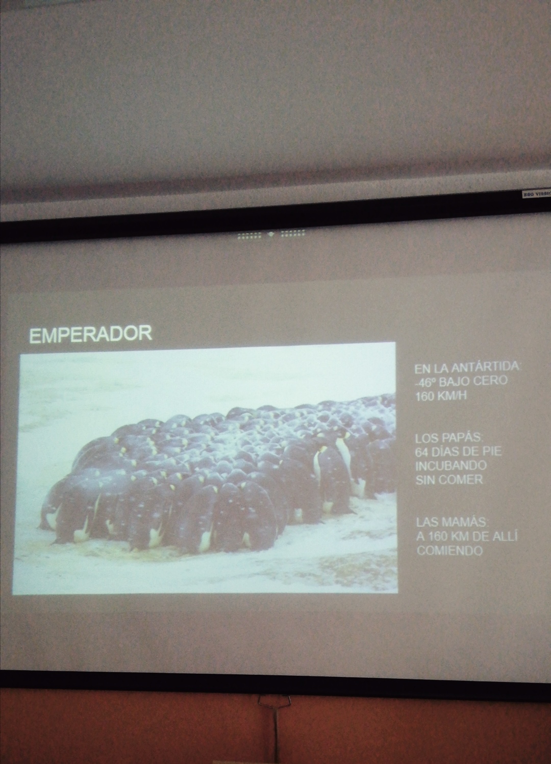 el_libro_de_los_pingueinos_se_va_de_ruta_2_20220401_1477310169.jpg
