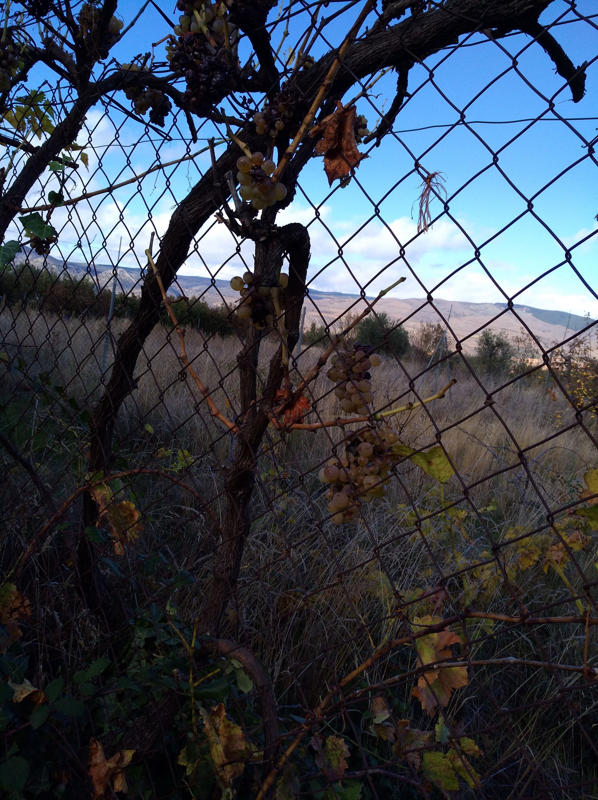 salida_al_olivar_de_prejano_15_20191108_1572989505.jpg