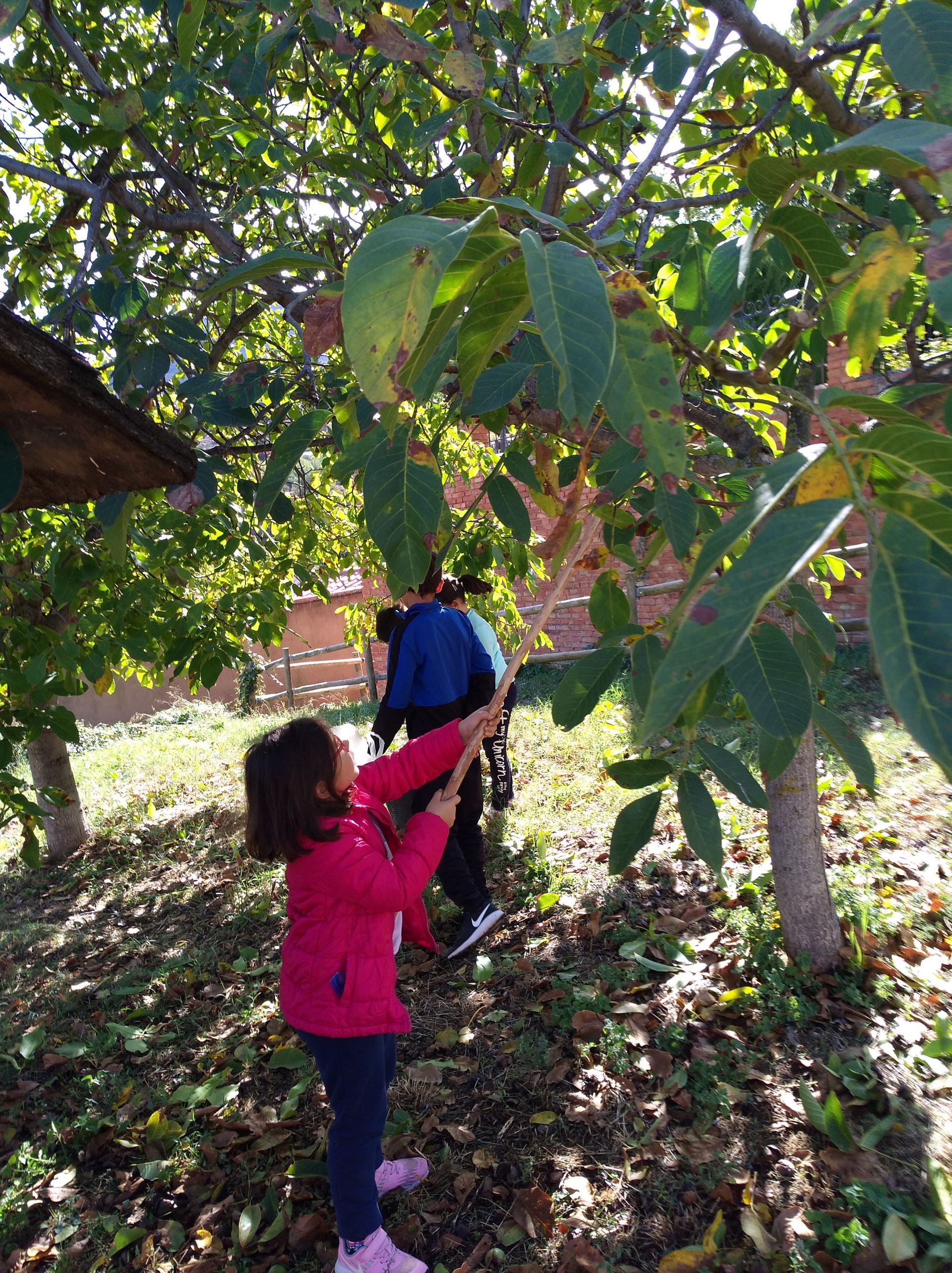 salida_a_por_nueces_1_20191028_2062233464.jpg