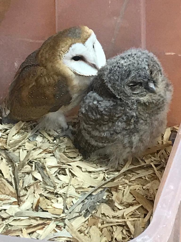 visita_a_tierra_rapaz_27_20190524_1243418326.jpg