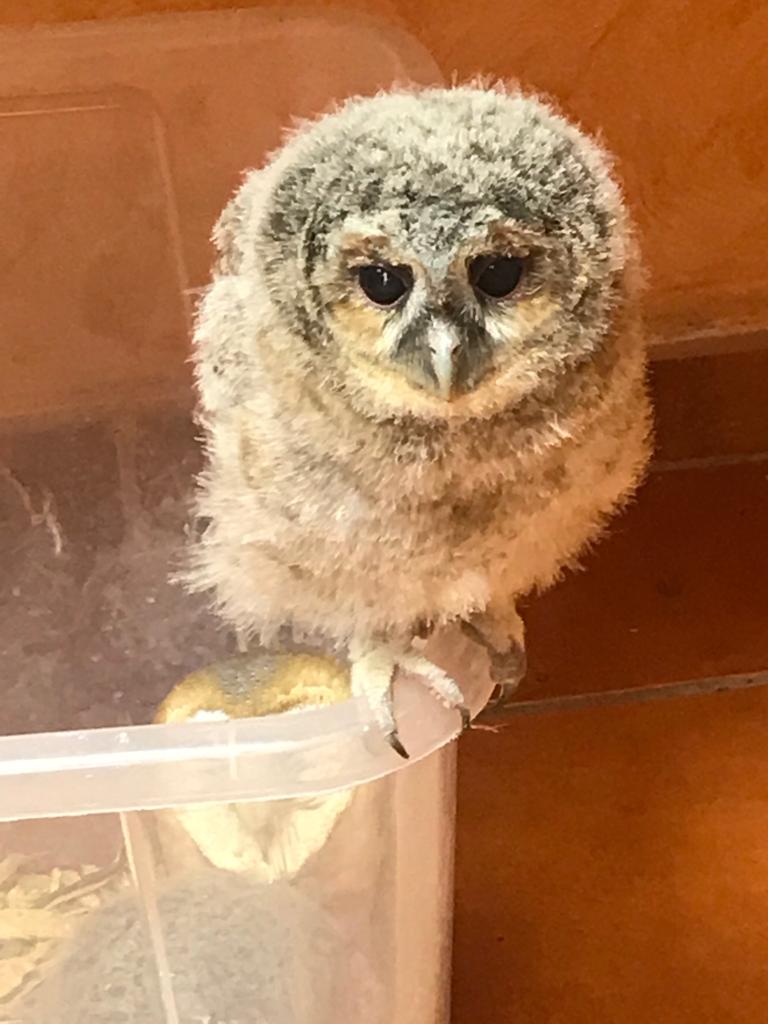 visita_a_tierra_rapaz_28_20190524_1386412708.jpg
