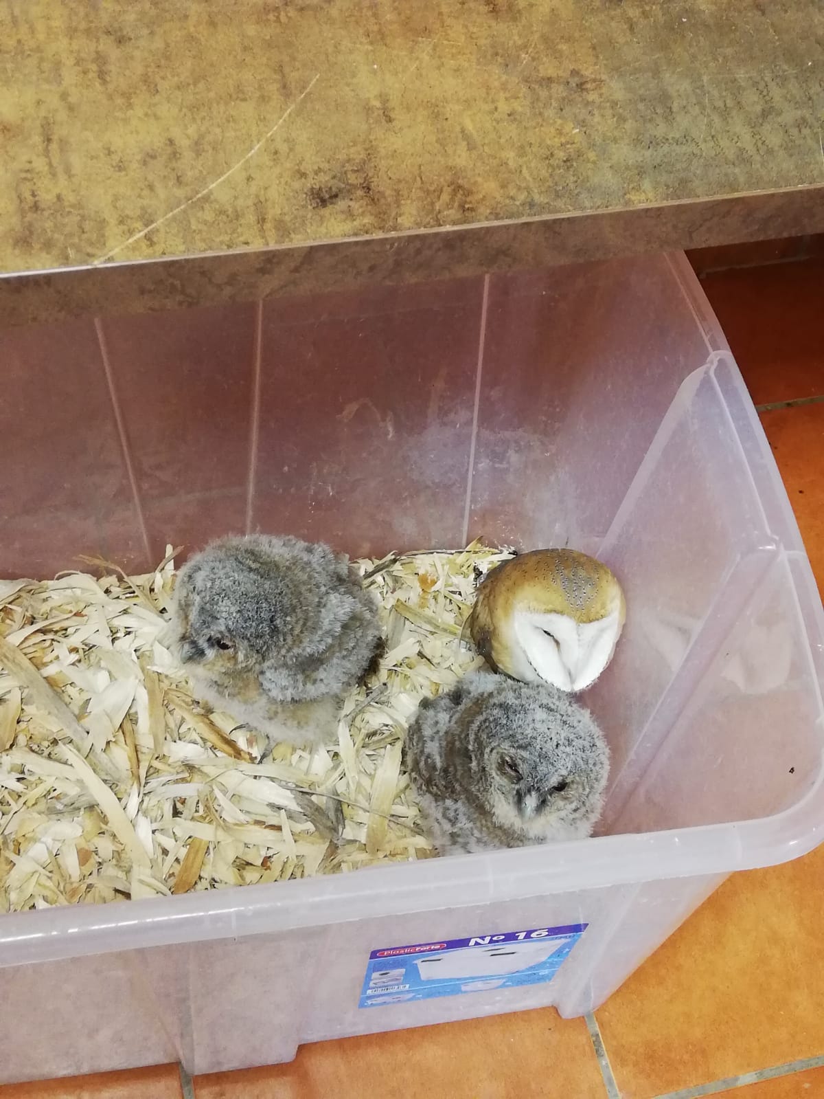 visita_a_tierra_rapaz_8_20190524_1198175876.jpg