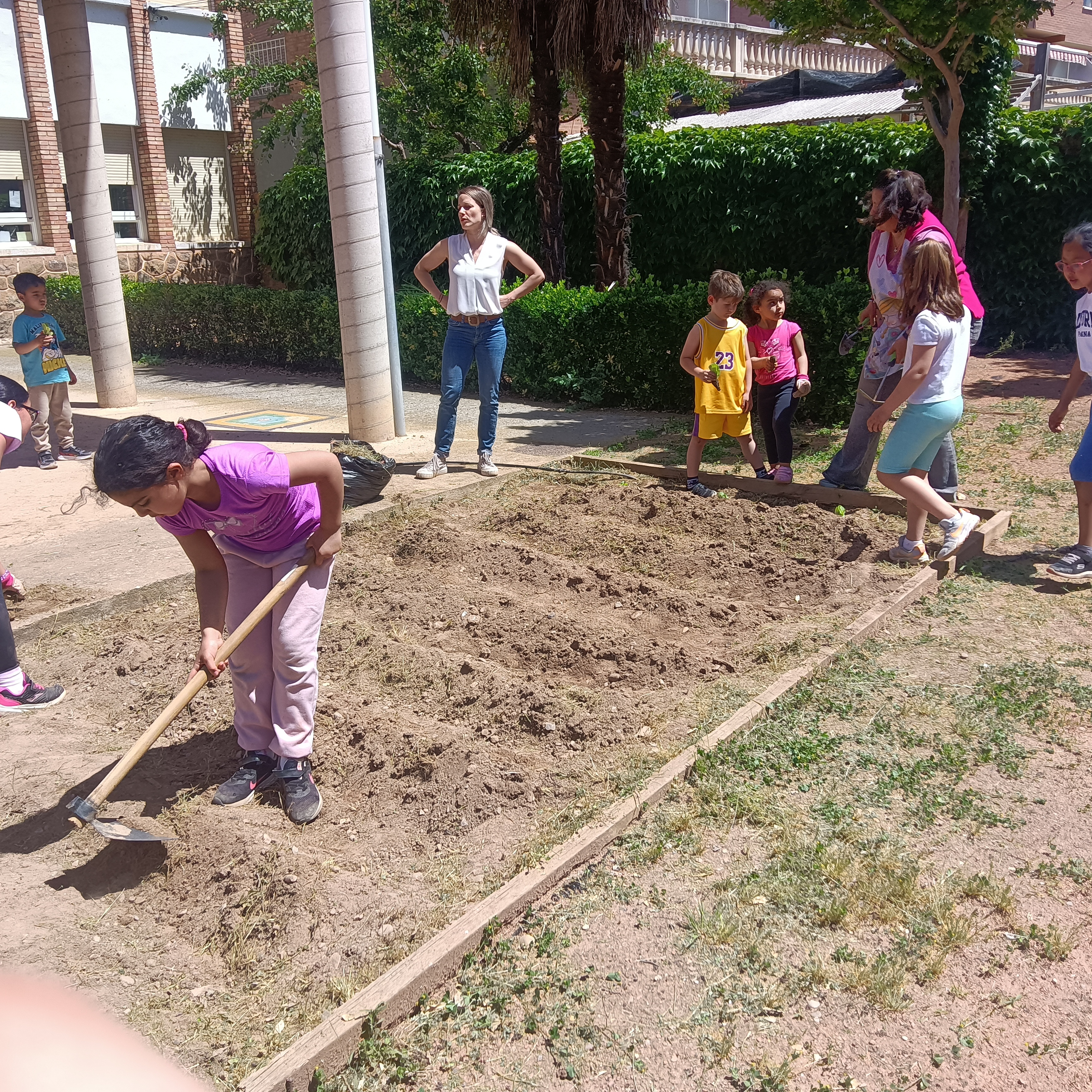 ultima_siembra_ultimos_frutos_4_20250529_1082854214.jpg