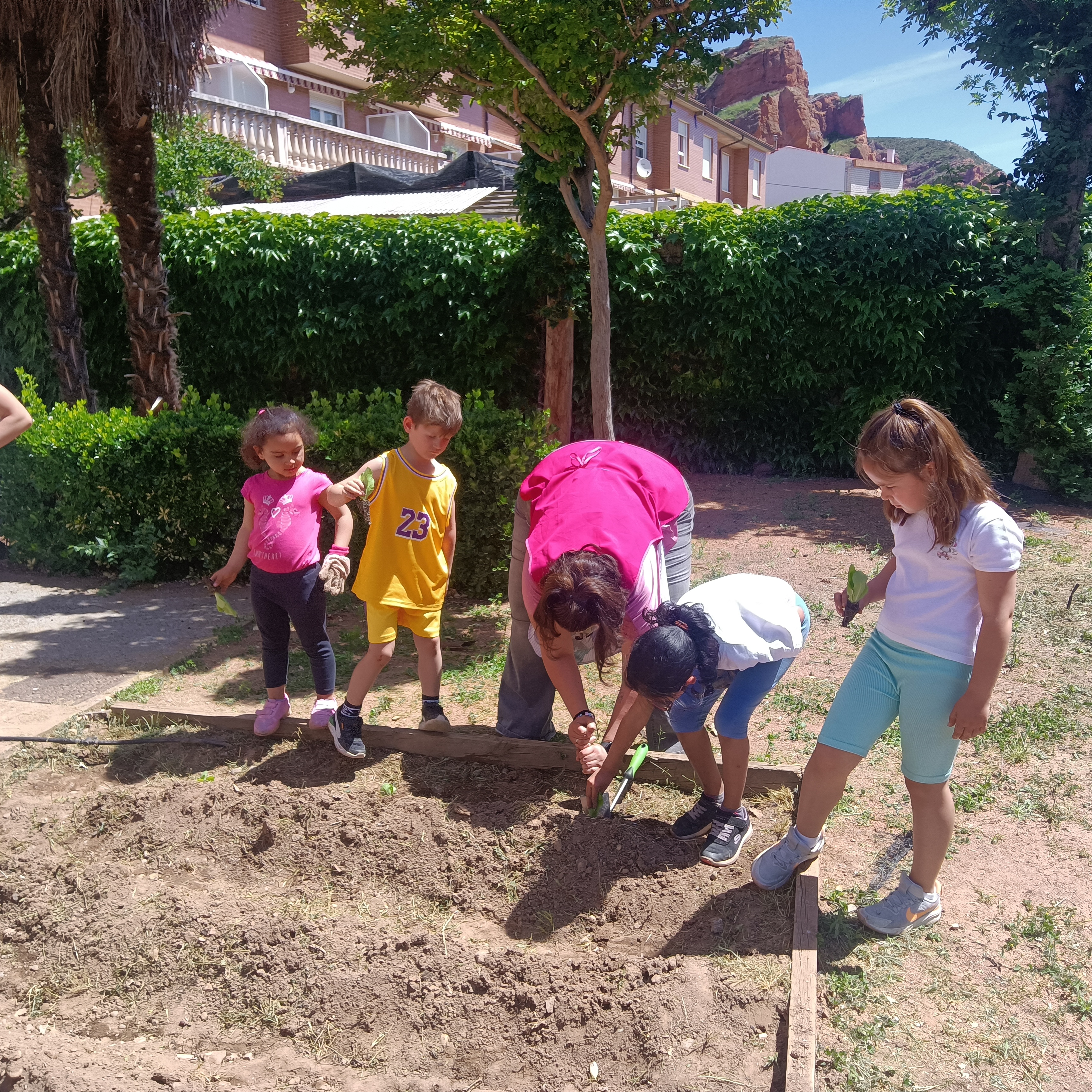 ultima_siembra_ultimos_frutos_5_20250529_1109293514.jpg