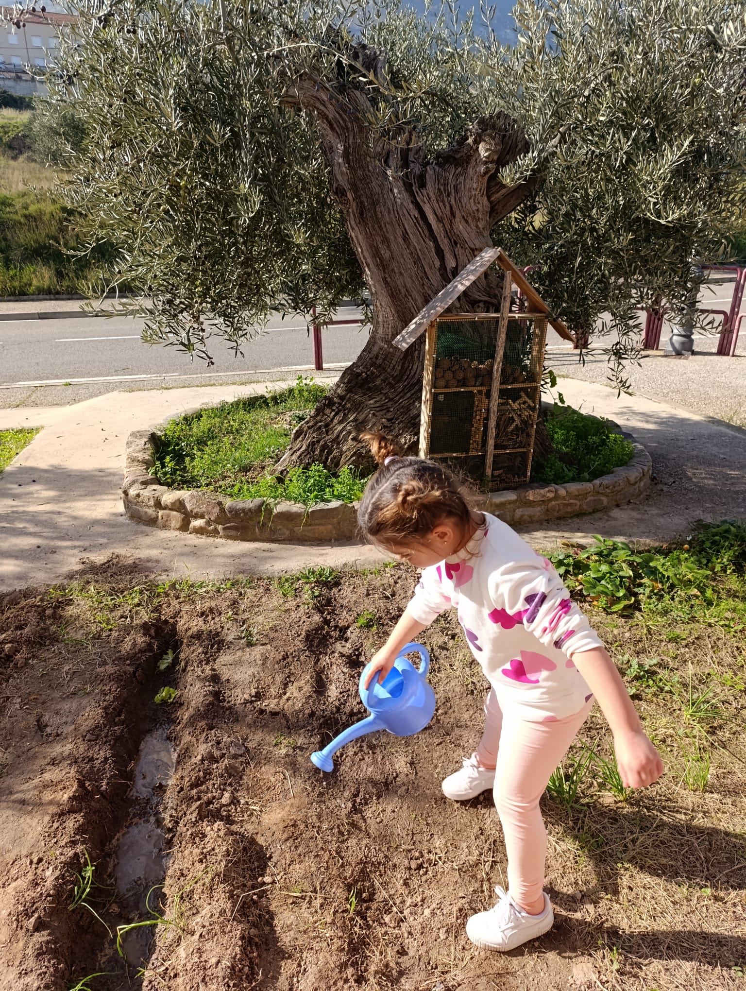 el_huerto_y_sus_cuidados_7_20250215_1862184371.jpg